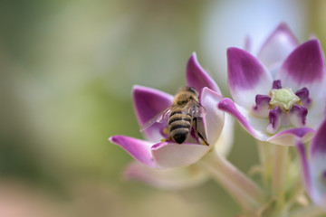 Honey bee busy in collecting honey juice (herbal honey) from the crown flower