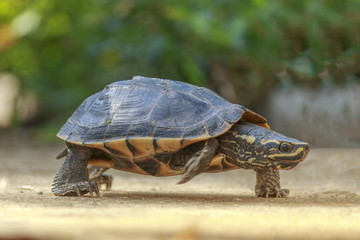 The turtles are walking in the sunlit streets.