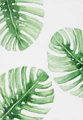 Hand painted abstract watercolor leaves of monstera plant.