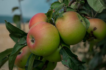 Bio Äpfel auf der Obstwiese mitten im Spessart. 