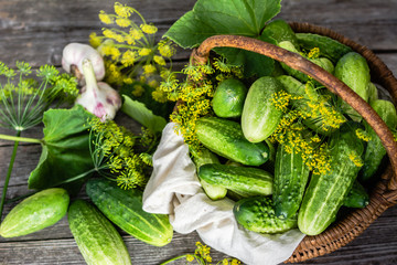 Fresh cucumber for pickled or marinated cucumbers on wooden background. Fresh organic vegetables...