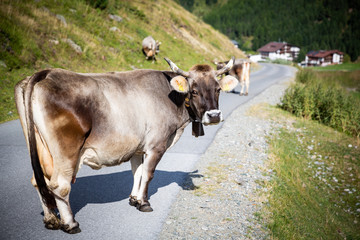 Austrian Cow