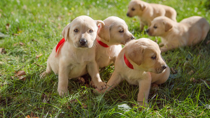 dogs. Labrador puppies