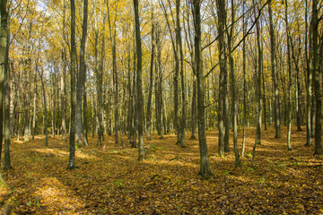 Obraz premium Yellow autumnal forest