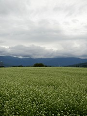 曇り空の蕎麦畑
