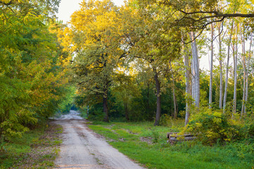 Woodstack near the dirt road in autumn forest