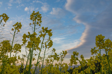 空と菜の花