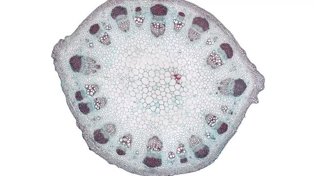 dicotyledon stem - cross section cut under the microscope &ndash; microscopic view of plant cells for botanic education