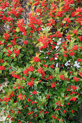 Obraz premium 赤いヒイラギの実