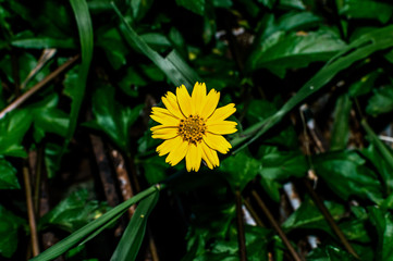 Sphagneticola trilobata or Wedelia trilobata