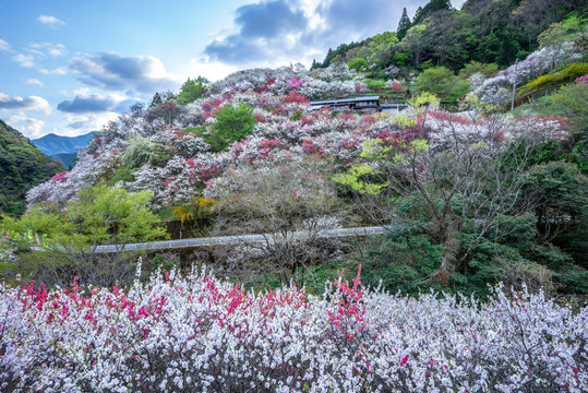 上久喜の花桃