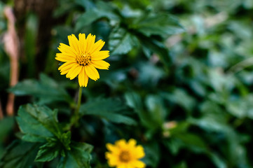 Sphagneticola trilobata or Wedelia trilobata