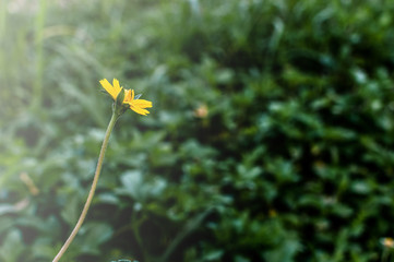 Sphagneticola trilobata or Wedelia trilobata