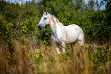 Wild camargue horse standing in the grass in the stouh of France. The white horse is looking to the left.