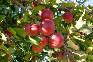 Frische Äpfel im Baum