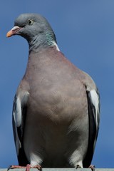 pigeon on blue sky background