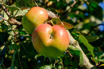 Natur-Äpfel am Baum
