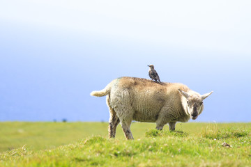 Sheep