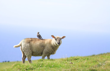 Sheep