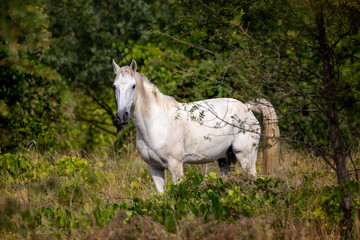 Wild camargue horse standing behind a bush tree in the stouh of France. The white horse is looking ahead.