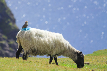 Sheep
