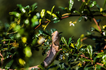chameleon, asia, wild, lizard, nature, animal, brown, wildlife, green, background, reptile, dragon, beautiful, color, tree, closeup, natural, colorful, skin, tropical, close, garden, cute, outdoor,