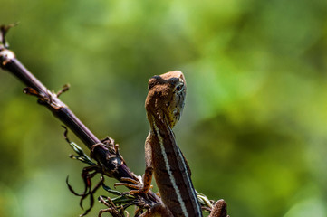 chameleon, asia, wild, lizard, nature, animal, brown, wildlife, green, background, reptile, dragon, beautiful, color, tree, closeup, natural, colorful, skin, tropical, close, garden, cute, outdoor,