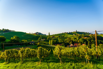 Fototapeta na wymiar Austria Vineyards Sulztal wine street area south Styria , wine country. Tourist destination