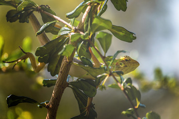 chameleon, asia, wild, lizard, nature, animal, brown, wildlife, green, background, reptile, dragon, beautiful, color, tree, closeup, natural, colorful, skin, tropical, close, garden, cute, outdoor,