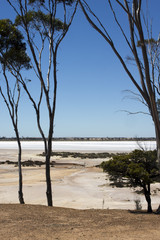 Tall gum trees beside salt lake between Hyden and Albany, WA, Australia