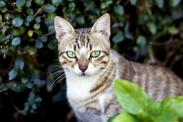 Naklejka na ściany i meble Green-eyed cat