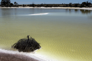 Salt lake with water between Hyden and Albany, WA, Australia