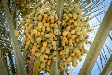 Close up of unripe dates with tree can be found on the roads of Abu Dhabi, UAE