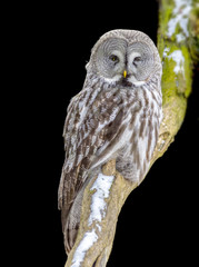Great grey owl