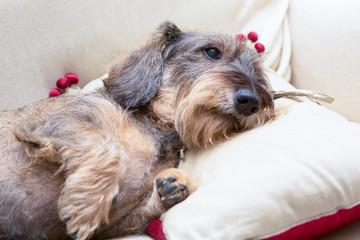 Cane bassotto a pelo ruvido che dorme