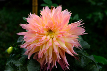 ピンクと黄色のダリア