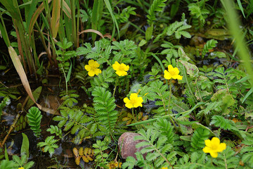 yellow water lilies with leaves