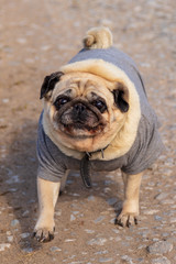 Portrait of a dog in clothes in the park