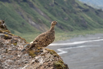 A rock ptarmigan with its summer plumage in the spectacular settings of Thorsmork. It survives year-round the extreme conditions of  the Highlands of Iceland.