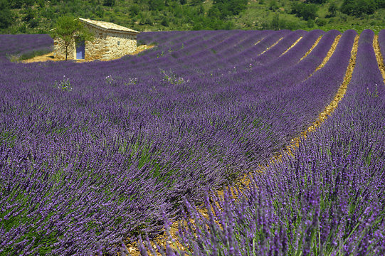 Maison au centre d'un champs de lavande près de Valbelle dans les Alpes-de-Haute-Provence