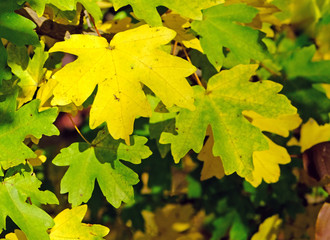 yellow maple leaves in autumn, october, colorful