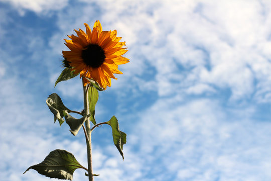 Sunflower against cloudy sky