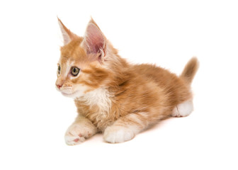 Fototapeta na wymiar Small Maine Coon kitten