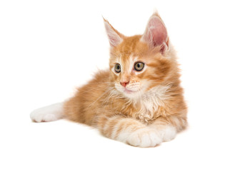 Small Maine Coon kitten