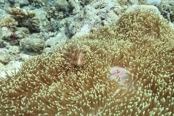 Fototapeta na wymiar Palau Diving - Anemone fish