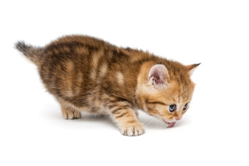 Red British kitten licking tongue