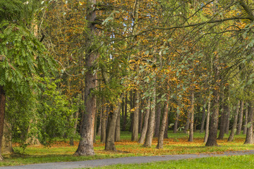 Fototapeta premium Golden Polish autumn. Autumn colors. Cracow. Poland