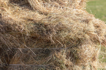 Fresh hay from the field hay in nature