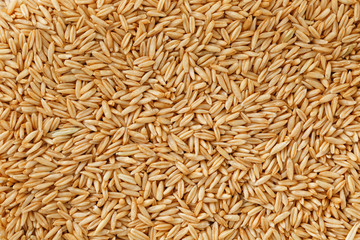 natural oat grains background, close up. Gold grain.