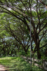 Fototapeta premium Pole light in the park